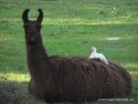 Johnathan Llama with Free Range Chicken