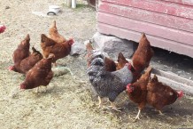Organic Backyard Chicken Flock