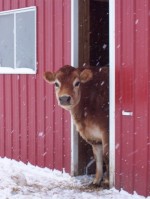 Winter Cow Copyright 2013 Rivers Critters Ranch, LLC