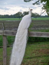 Peaceful Moment Peacock Poster (C) Rivers Critters Ranch LLC