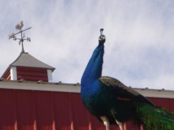 Surveying the Farm Peacock Poster (C) Rivers Critters Ranch LLC