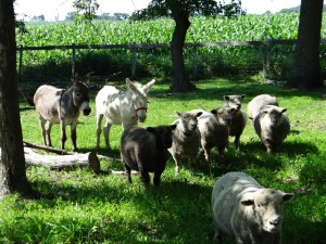 Jimmy Luke and female Olde English Babydoll Sheep Photo by Lori Holm