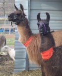 Johnathan and Libby Llama