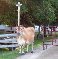 Norman going for a walk