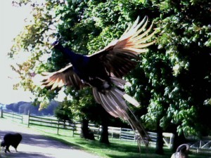 Peacock in Flight