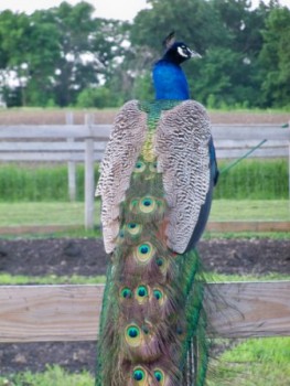 Peacock watching born on Rivers Critters Ranch