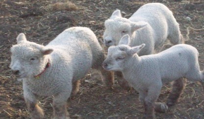 Olde English Babydoll Sheep Lambs